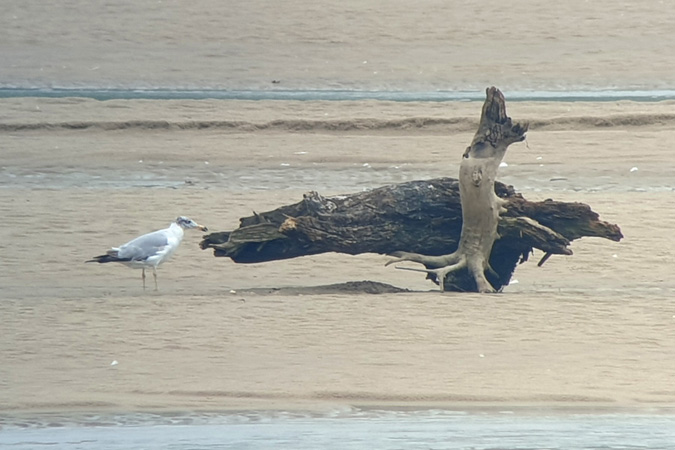 Goéland ichthyaète  - Michał Kucharski
