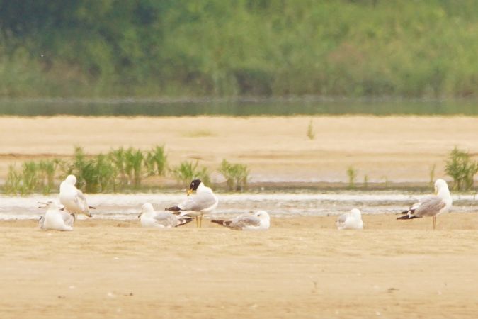 orlica  - Eliza Suchozebrska