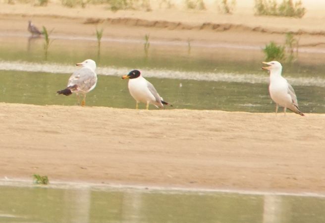 Fischmöwe  - Eliza Suchozebrska