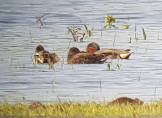 cyraneczka  - Marcin Charymski