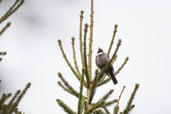 drozd obrożny  - Marcin Charymski