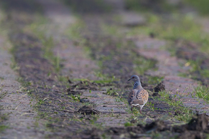 turkawka  - Marcin Charymski