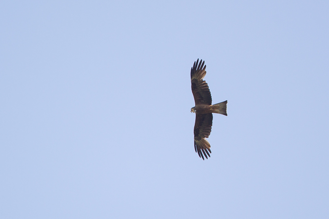 Schwarzmilan  - Marcin Charymski