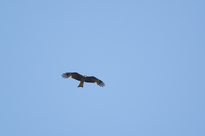 kania czarna  - Marcin Charymski