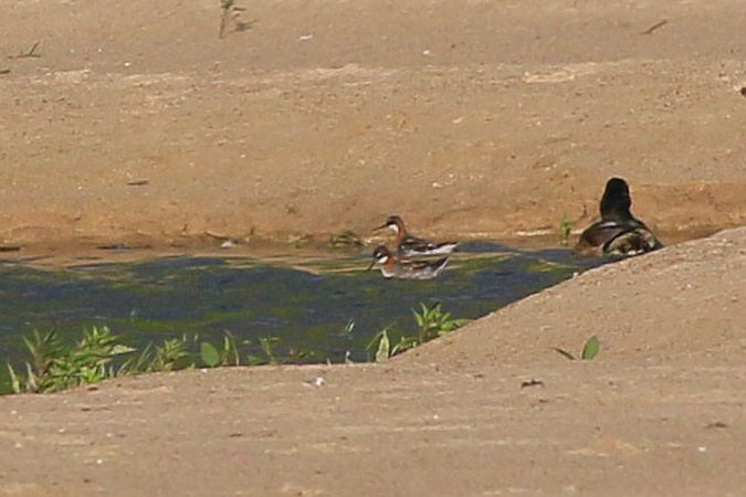 płatkonóg szydłodzioby  - Stanisław Turowski