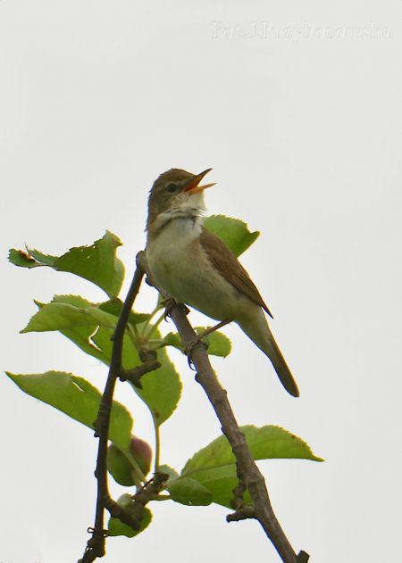 zaroślówka  - Joanna Przyborowska