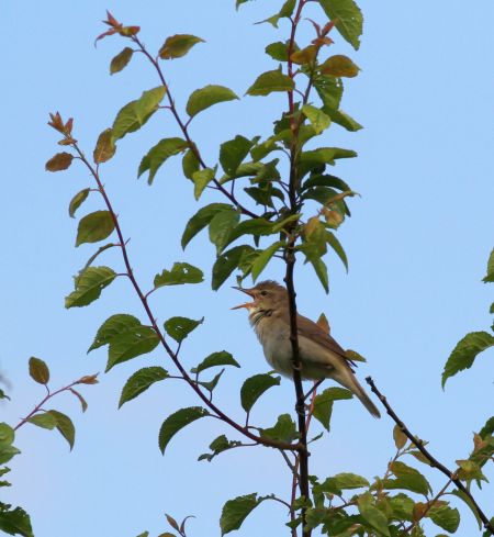 Blyth's Reed Warbler  - Andrzej Szuksztul
