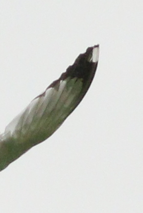 Goéland leucophée  - Michał Polakowski