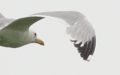 Mittelmeermöwe  - Michał Polakowski