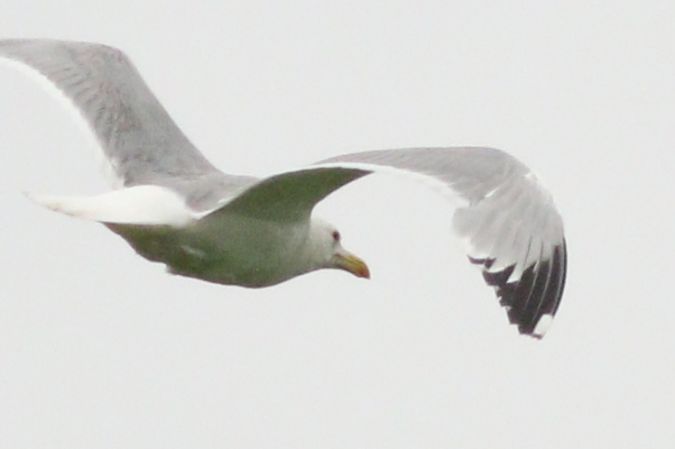 Goéland leucophée  - Michał Polakowski