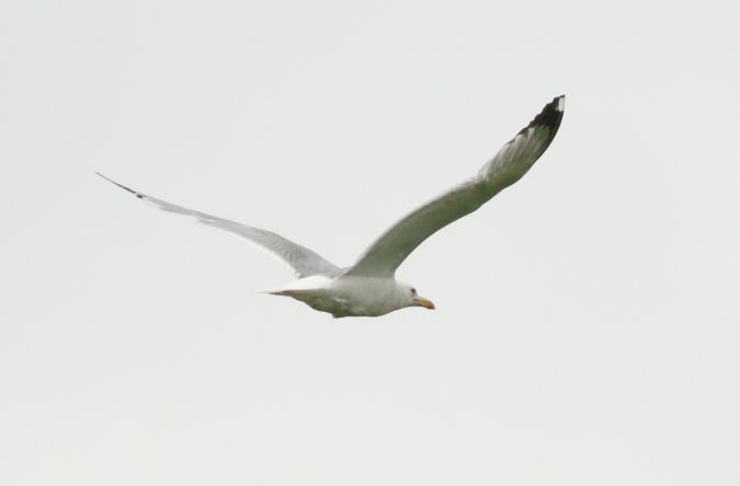 Goéland leucophée  - Michał Polakowski