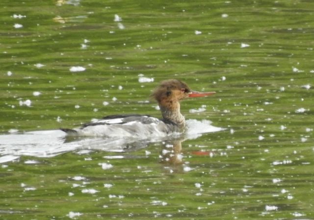 szlachar  - Magdalena Traciłowska