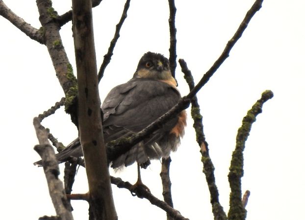 krogulec  - Magdalena Traciłowska