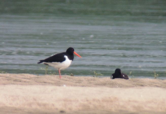 ostrygojad  - Magdalena Traciłowska