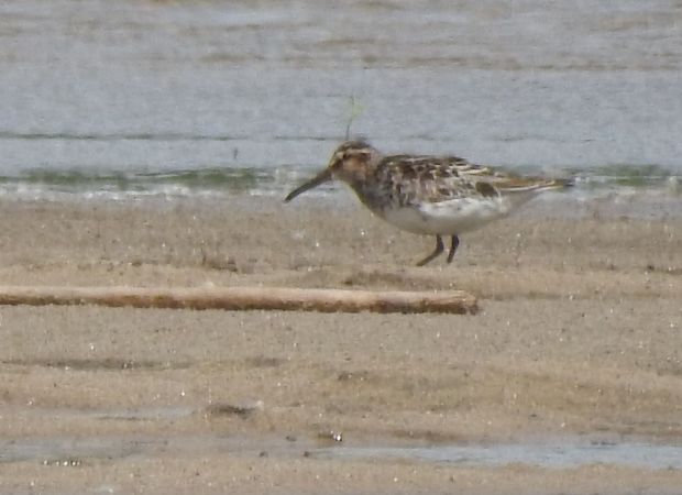 Sumpfläufer  - Sławomir Ligęza