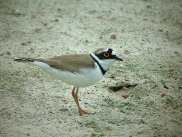 Little Ringed Plover  - Andrzej Tarasiuk