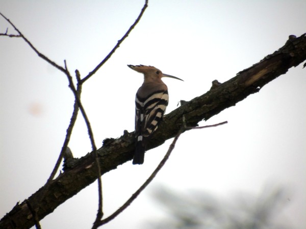 dudek  - Andrzej Tarasiuk