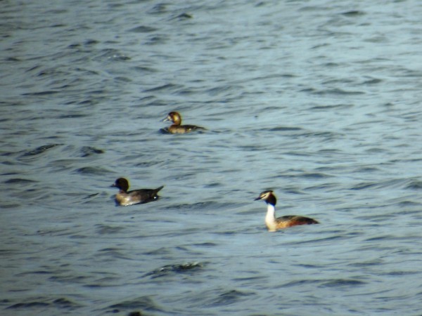 Bergente  - Andrzej Tarasiuk