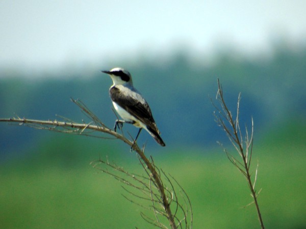 Northern Wheatear  - Andrzej Tarasiuk