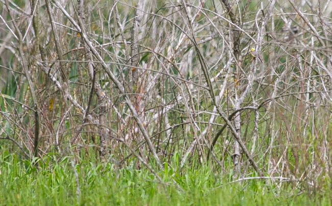 pliszka cytrynowa  - Rafał Szczerbik