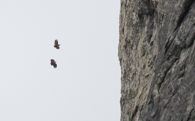 Wallcreeper  - Rafał Szczerbik