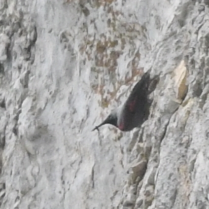 pomurnik  - Marcin Sołowiej