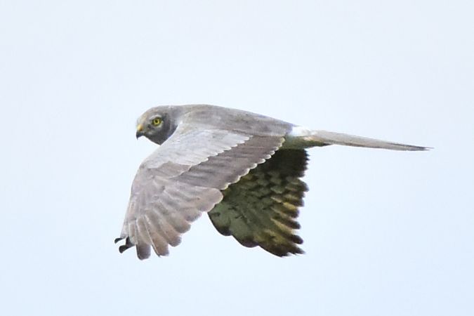 Montagu's Harrier  - Marcin Wojtkowiak