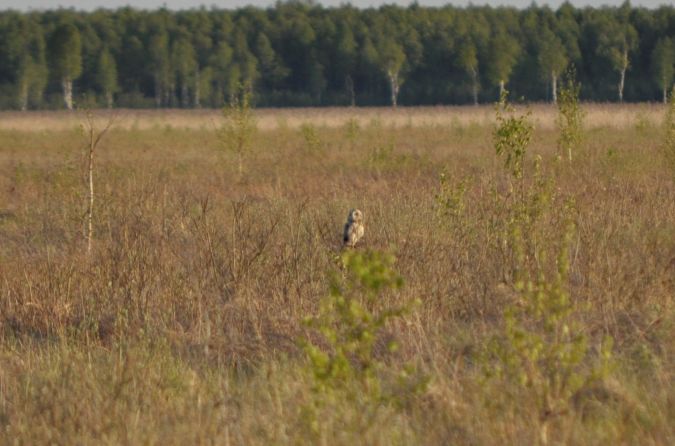 uszatka błotna  - Bartłomiej Kusal