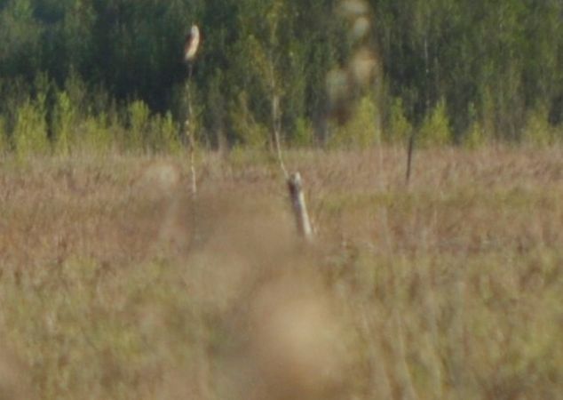 Sumpfohreule  - Bartłomiej Kusal