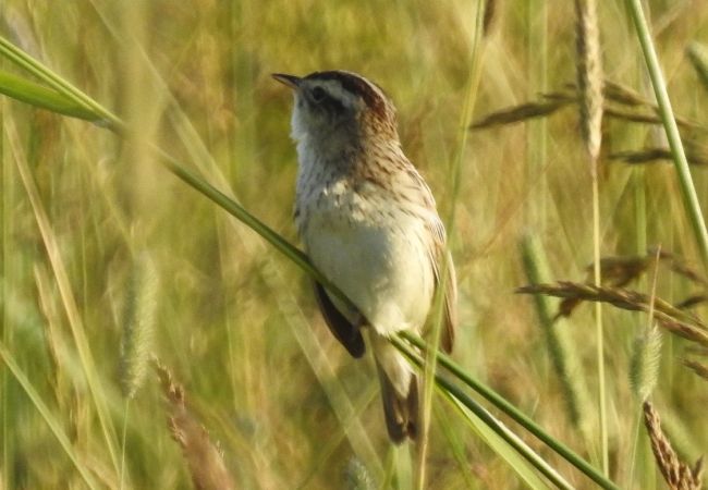 Phragmite aquatique  - Anna Włodarczak-Komosińska