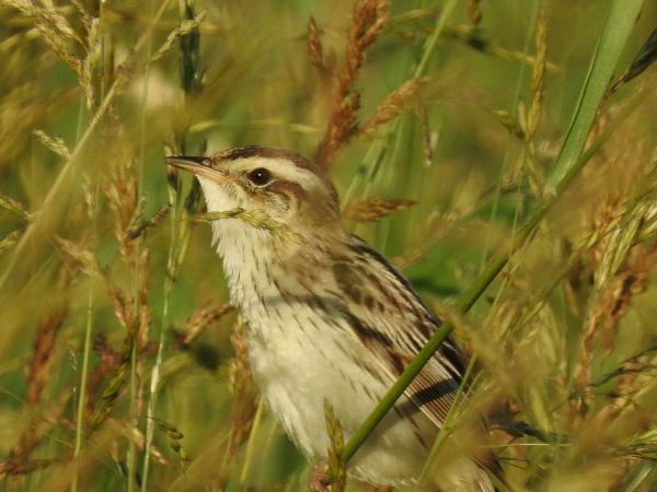 wodniczka  - Anna Włodarczak-Komosińska
