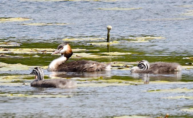 Great Crested Grebe  - Hanna Żelichowska