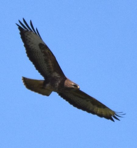 myszołów  - Hanna Żelichowska