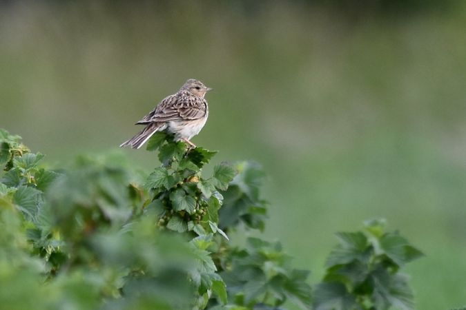 Alouette des champs  - Hanna Żelichowska