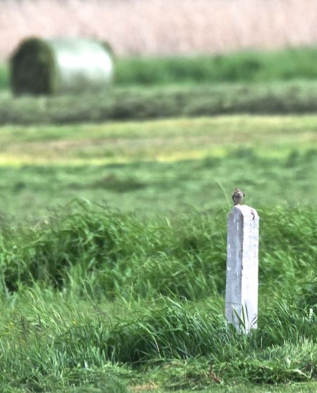 Bruant proyer  - Hanna Żelichowska