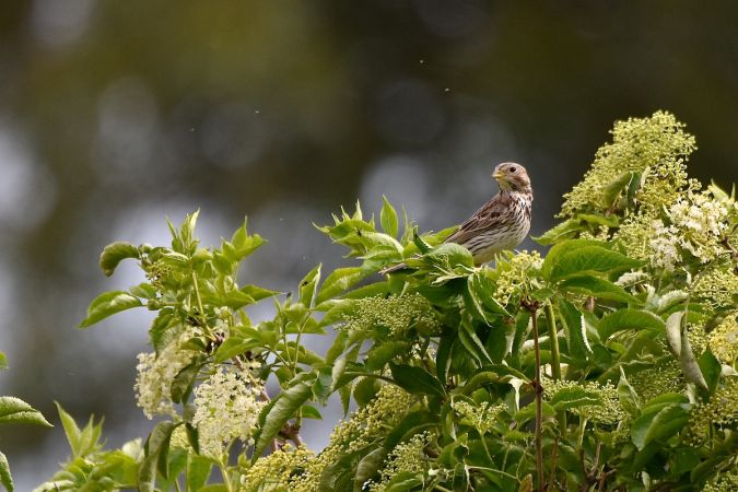 Grauammer  - Hanna Żelichowska