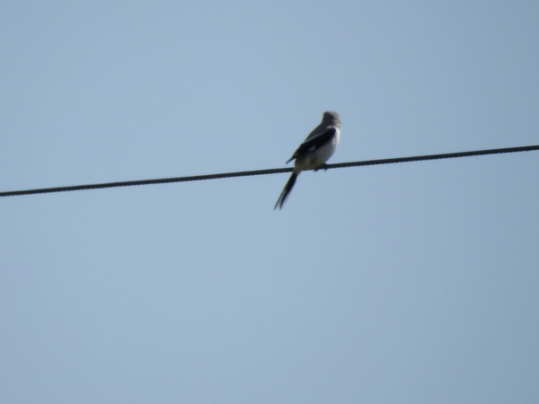 Raubwürger  - Amanda Zinkow