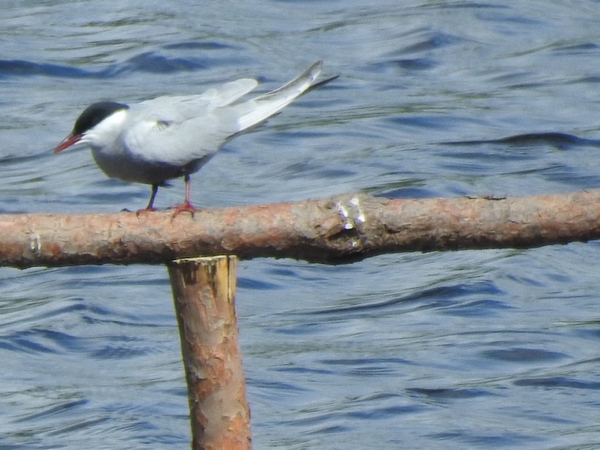 Whiskered Tern  - Amanda Zinkow