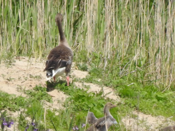 Greylag Goose  - Amanda Zinkow