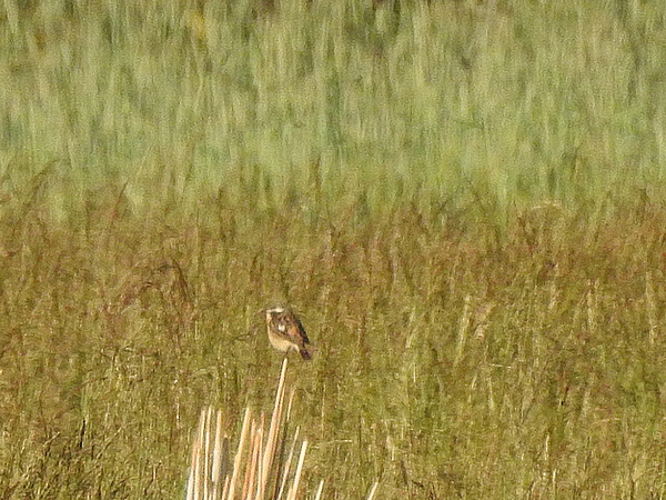 pokląskwa  - Amanda Zinkow