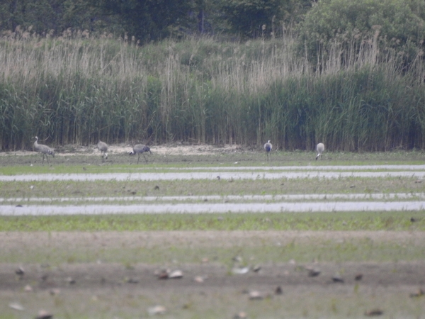 Common Crane  - Amanda Zinkow