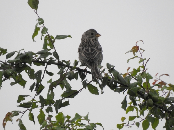 Corn Bunting  - Amanda Zinkow