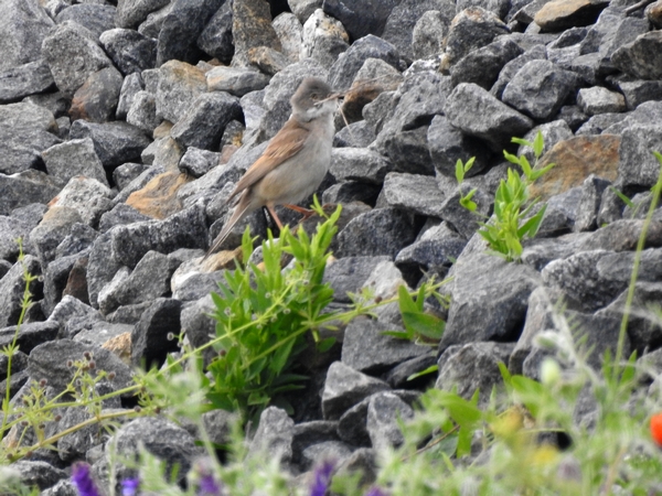 Dorngrasmücke  - Amanda Zinkow