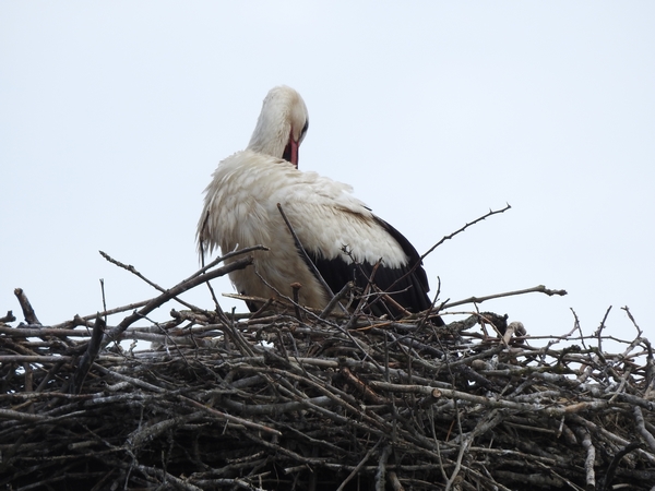 White Stork  - Amanda Zinkow