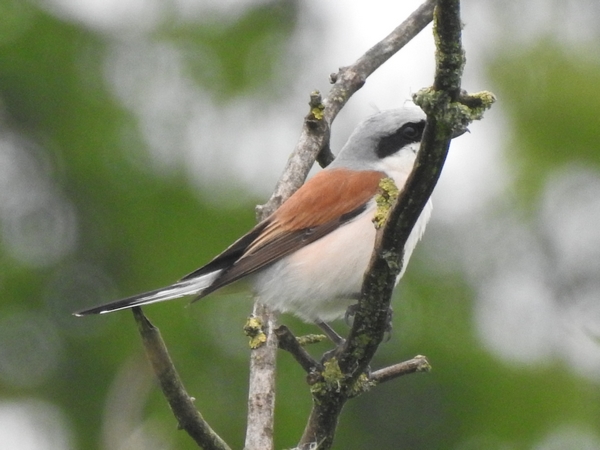 gąsiorek  - Amanda Zinkow