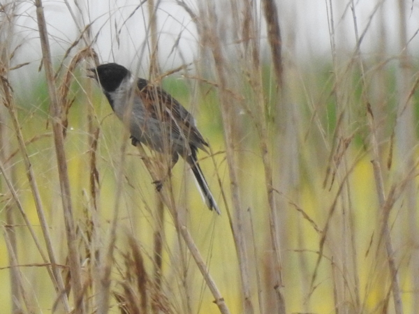 Rohrammer  - Amanda Zinkow