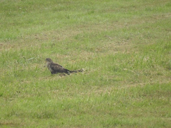 myszołów  - Amanda Zinkow