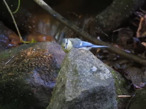 modraszka  - Amanda Zinkow