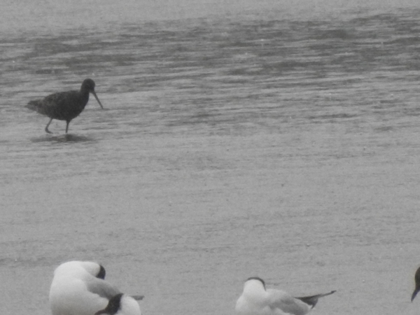 Dunkler Wasserläufer  - Amanda Zinkow