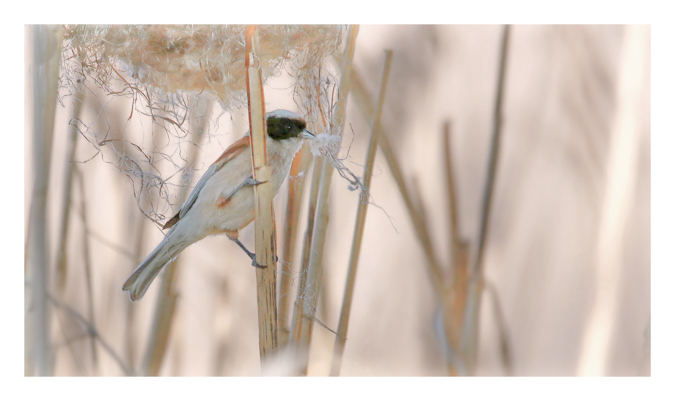 Eurasian Penduline Tit 